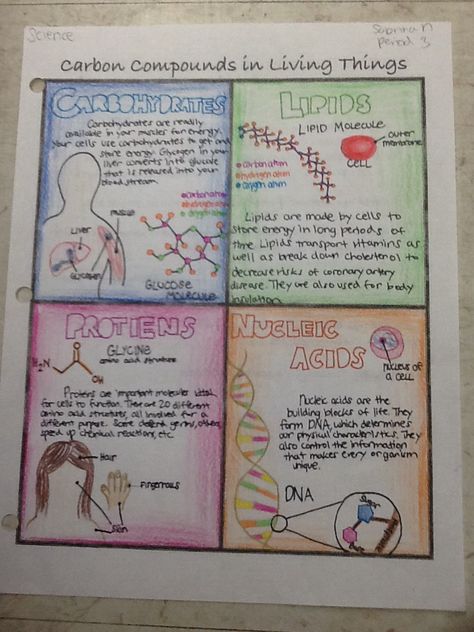 My Carbon Compounds poster shows the four different carbon compounds: Carbs, Proteins, Lipids (Fats), and Nucleic Acids. I wrote a short description of each and had illustrations of where they could be found in your body. Carbon compounds are important in my life because they make up everything and especially because they make up me.