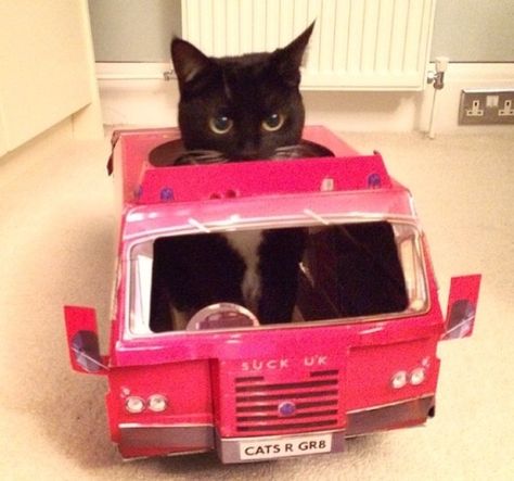 Cats And Cars, Cat In A Car, Cat In Car, Cars Pfp, Hello Kitten, Silly Cars, Pink Cars, Car Cat, Photo Cat