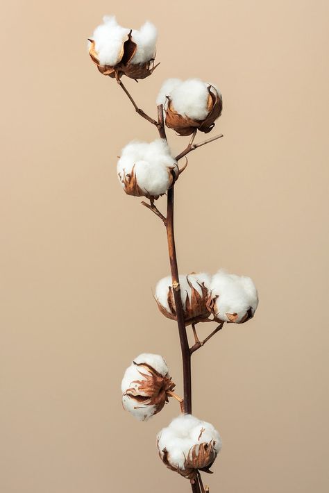 Cotton Branches, Window Shadow, Background Light, Flower Window, Cotton Plant, Cotton Flower, Terrarium Diy, Floral Image, Dry Leaf