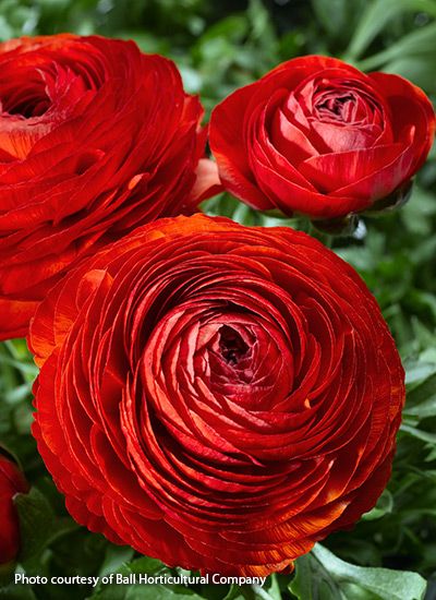 Grow Ranunculus, Ranunculus Centerpiece, Ranunculus Arrangement, Ranunculus Garden, Ranunculus Wedding, Ranunculus Bouquet, Spring Gardens, Spring Planter, White Ranunculus