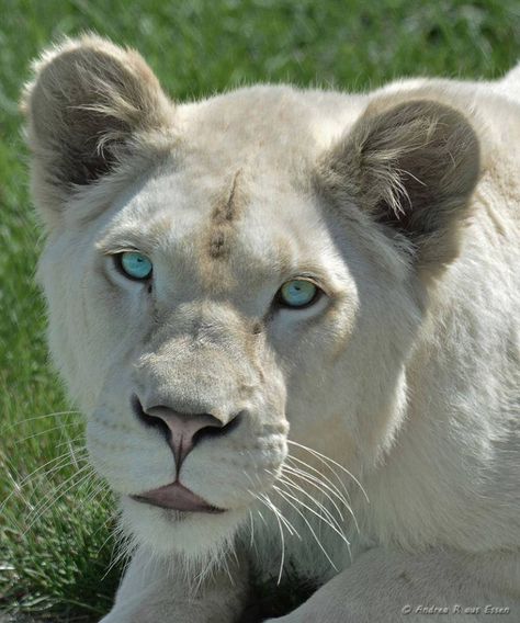 Albino Lioness, Albino Lion, Lion Anatomy, Future Pfp, Small Wild Cats, Lion Drawing, White Lion, Baby Lion, Pfp Ideas