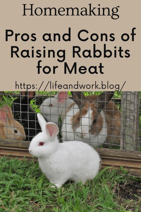 Pros and Cons of Raising Rabbits for Meat Breeding Rabbits For Meat, Best Meat Rabbit Breeds, How To Raise Meat Rabbits, Raising Rabbits For Profit, Meat Rabbit Set Up, Rabbit Meat Recipes, Meat Rabbits Housing, Backyard Rabbits, Raising Bunnies