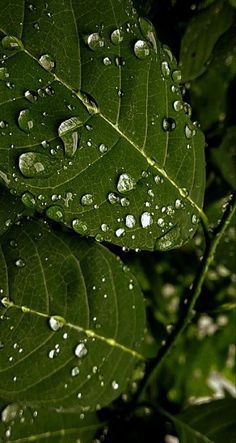 Water Droplet Photography, Water Droplets On Leaves, Raindrop Aesthetic, Rain Drops Photography, Macro Photography Water, Water Droplets Photography, Rain Droplets, Rain Sounds For Sleeping, Personal Investigation