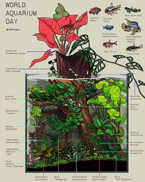 Small Tank Aquascape, Natural Planted Aquarium, Pond Tank Aquarium Ideas, Tropical Aquarium Design, Plant Only Aquarium, Growing Aquarium Plants, Small Aquascape Ideas, Unique Aquarium Decor, Small Saltwater Aquarium