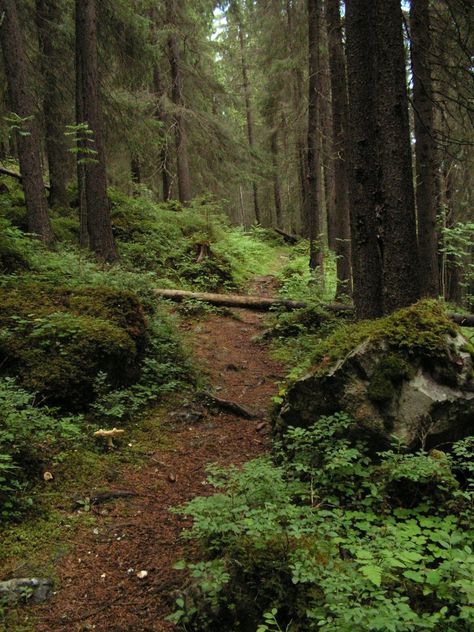 Sweden Forest, Forest Ground, Carpathian Forest, Hiking Path, Bavarian Forest, Hiking Photography, Forest Hill, Forest Path, Fantasy Forest