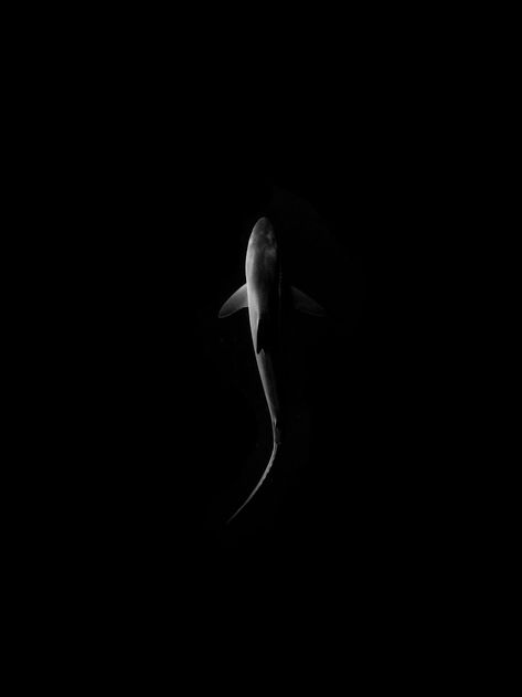 I Left My Comfort Zone And Started Photographing Underwater Life | Bored Panda Shark Silhouette, Wow Photo, Rim Light, Shark Art, Shark Tattoos, Silhouette Photos, Soyut Sanat Tabloları, Underwater Life, Underwater Photos