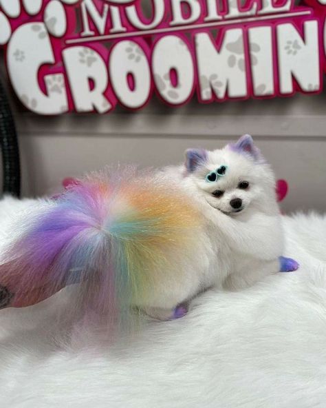 Light Color Hair, Dog Hair Dye, Mobile Grooming, Creative Dog Grooming, Dog Dye, Rainbow Animals, Dog Grooming Products, Dog Grooming Styles, Creative Grooming