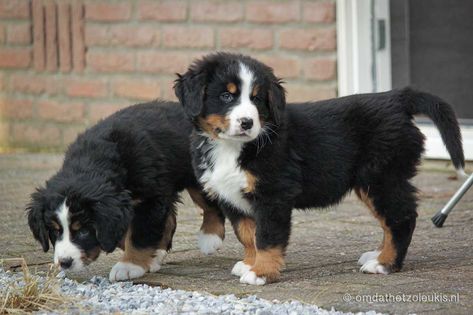 6 schattige Berner Sennen puppies – omdathetzoleukis Berner Sennen Puppy, Burmese Mountain Dogs, Bernese Mountain Dog, Little Dogs, Cute Puppies, Quad, Alpaca, Dogs And Puppies, Eye Candy