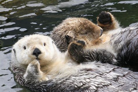 There’s something important that Sheila Gregoire and her husband Keith talked about in a recent Focus on the Family radio program, on the subject of marriage. The title of the program is “Thinking Your Way to a Better Marriage.” They discussed how married couples have a tendency to drift apart Read More... Otter Spirit Animal, Sea Otters Holding Hands, Otter Tattoo, Otters Holding Hands, Foam Sculpture, Better Marriage, Otters Cute, Otter Love, Cutee Animals