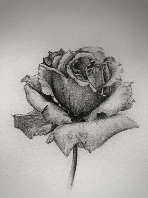 Flower Pencil Drawings Sketches, Bunch Of Roses Drawing, Roses Sketch Drawing, Flowers Drawing Realistic, Rose Sketch Realistic, Aesthetic Flower Sketch, Landscape Pencil Sketch, Rose Drawing Pencil, Rose Pencil Drawing