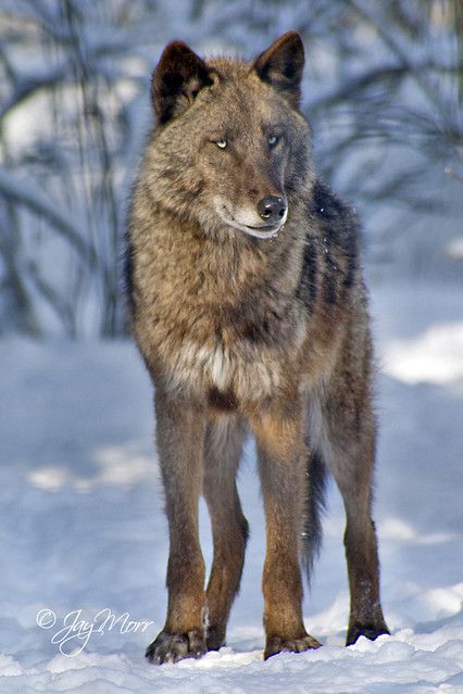 Alaska Wolf Wolf Standing, Wolf Hybrid, Wolf Photos, Wolf Love, Wild Wolf, Wolf Pictures, Wolf Spirit, Beautiful Wolves, Wild Dogs