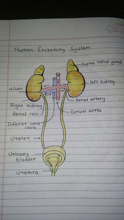 Human Excretory System Diagram, Neet Notes, Biology Diagrams, Study Science, Learn Biology, Medical Drawings, Basic Anatomy And Physiology, Nurse Study Notes, Med School Motivation