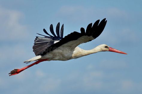 Flying arrow. White Stork in flight. Danube Delta, landmark attraction in Romani , #ad, #Stork, #flight, #White, #Flying, #arrow #ad Bird Meaning, Stork Bird, Danube Delta, Delivering A Baby, In Flight, Long Life, Good Luck, Romania, Stock Images Free