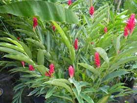 Yellow Flowering Plants, Purple Flowering Plants, White Flowering Plants, Rain Lily, Ginger Plant, Red Ginger, Flower Identification, Ginger Flower, Buy Plants Online