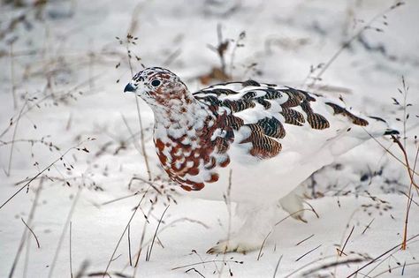 Amazingly Beautiful! Willow Ptarmigan, Moose Pictures, Northern Canada, Amazing Birds, Friends 2, Game Birds, Owl Bird, Creature Feature, Bird Pictures