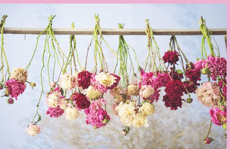 How To Dry Flowers, Preserve Flowers, Dried Flowers Diy, Diy Fleur, Flying Flowers, Dry Flowers, Blue Bouquet, Winter Flowers, Single Flower