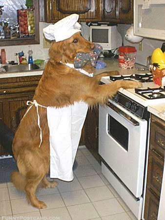 The cabinets, and set up looks just like my kitchen kinda weird! Puppy dog cooking Photo Writing Prompts, Picture Prompts, Funny Dog Pictures, Dog Treat Recipes, Homemade Dog, Golden Retrievers, Funny Animal Pictures, Best Funny Pictures, Dog Pictures