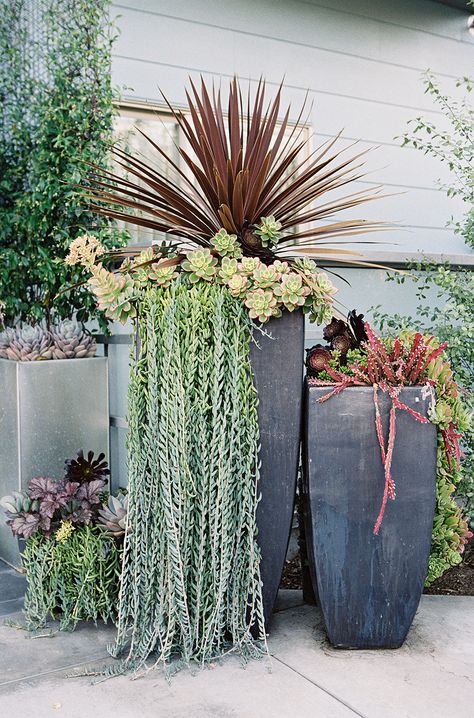 Succulent Display! On http://www.StyleMePretty.com/california-weddings/2014/03/28/manhattan-beach-wedding-at-the-shade-hotel/  Susan Dean Photography - susandeanblog.com Succulent Display, Succulent Landscape Design, Succulent Garden Design, Succulent Landscaping, Succulent Gardening, Succulents In Containers, Garden Containers, Manhattan Beach, Large Planters