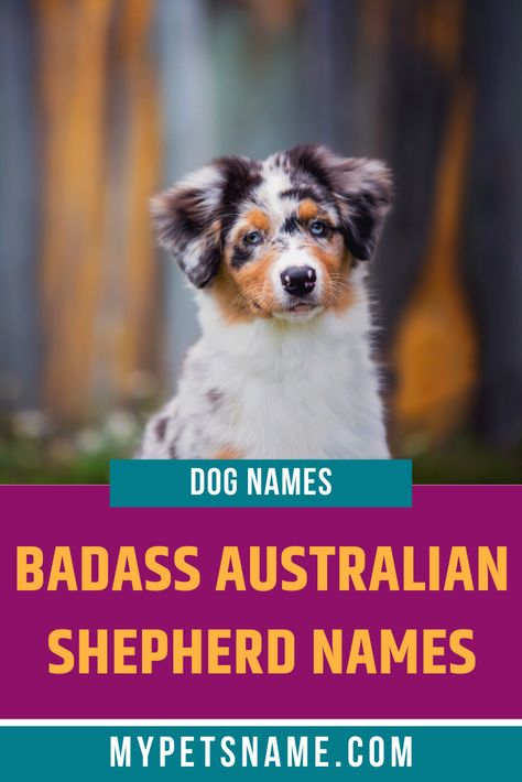 If your dog is more badass than cute, you need a more powerful and punchy name to suit them down to the ground. You can find inspiration for badass Australian Shepherd names anywhere, from Greek mythology, to popular culture and elements of nature. Check out our ideas. Aussie Dog Names, Toy Aussie Shepherd, Cute Funny Names, Australian Dog Names, Puppy Girl Names, Australian Names, Puppies Names Female, Australian Shepherd Names, Dog Names Unique