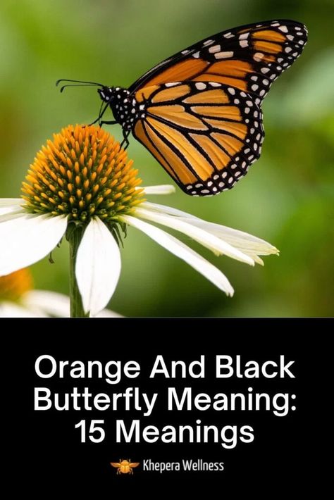 Butterflies Meaning Spiritual, Black And Orange Butterfly Meaning, Orange Butterfly Meaning Spiritual, Orange Butterfly Meaning, Black Butterfly Meaning, Monarch Butterfly Meaning, Butterfly Spiritual Meaning, Orange And Black Butterfly, Butterfly Meaning