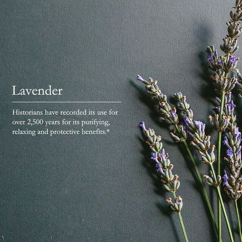 Lavender Lavender Quotes, Wicca Crystals, Lavender Benefits, Currently Reading, Perfect Plants, Green Witch, Gorgeous Gardens, Indoor Garden, Interesting Art