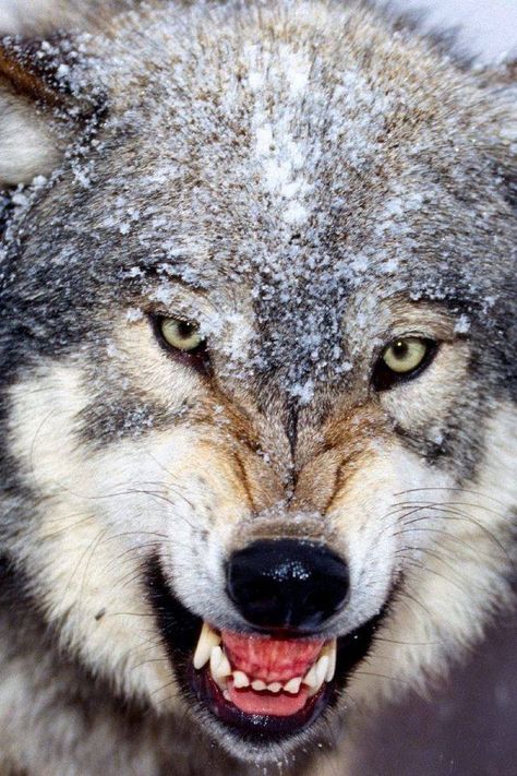 Lobo gris gruñendo Wallpaper Wolf, Draw Wolf, Lup Singuratic, Angry Wolf, Wolf Background, Myths & Monsters, Wolf Images, Desktop Background Pictures, Wolf Spirit Animal