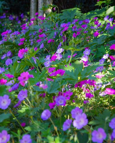 Violet Plant, Purple Plants, Fern Plant, Pink And Purple Flowers, Backyard Paradise, Blue Garden, Pink Garden, Beautiful Flowers Garden, Landscaping Tips