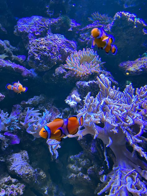 Ikan Nemo, Clownfish, Marine Fish, Clown Fish, Coral Reef, Fish Pet, Coral, Fish, Photo And Video