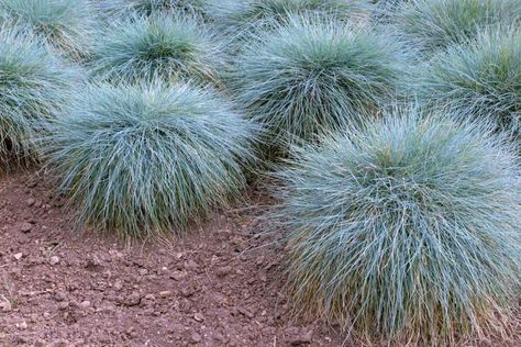 Ornamental grasses add texture to your landscaping, turning your one-dimensional flower beds into eye-catching masterpieces. Blue Fescue is one of the most Elijah Blue Fescue, Festuca Glauca, Fescue Grass, Blue Fescue, Growing Grass, Ornamental Grass, Perennial Grasses, Full Sun Perennials, Sun Perennials