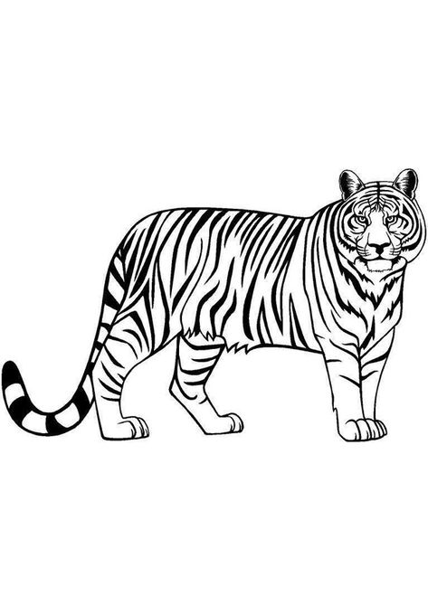 Tiger Drawing For Kids, Tiger Outline, Baby White Tiger, Bear Zoo, Tiger Coloring, Elephant Zoo, Zoo Coloring Pages, Tiger Silhouette, Drawing Made Easy