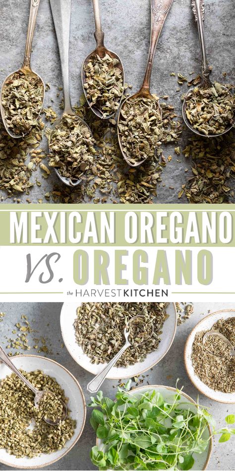 Here’s everything you need to know about Oregano. Like what is Mexican Oregano? What’s the difference between Mexican Oregano vs Oregano? What’s a good substitute for Mexican oregano and more. Mexican Oregano Recipes, Mexican Oregano, Oregano Plant, European Dishes, Harvest Kitchen, Wholesome Recipes, Culinary Herbs, Mediterranean Dishes, Spice Recipes