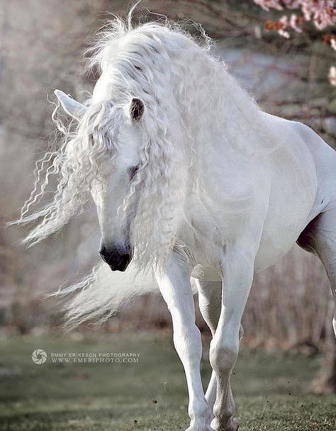 Pure White Andalusian Stallion, Express Pyramid by Emmy Eriksson - Stableexpress Cai Arabi, Wilde Westen, Andalusian Horse, Most Beautiful Horses, Horse Farm, Grey Horse, Most Beautiful Animals, Majestic Horse, All The Pretty Horses