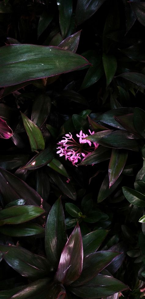 Green And Light Pink Aesthetic, Dark Pink And Green Aesthetic, Aesthetic Dark Flowers, Pink And Green Aesthetic, Aesthetic Dark Green, Light Pink Aesthetic, Aesthetic Place, Dark Flowers, Flowers Aesthetic