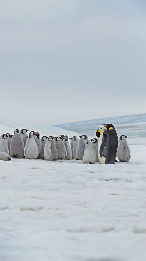 Emperor penguin adults and chicks at the Snow Hill Island rookery, Antarctica (© Martin Ruegner/Getty Images) About Me Poster, Penguin Wallpaper, Penguin Activities, Snow Hill, Emperor Penguin, Daily Pictures, Cute Wallpaper For Phone, Animals Friends, Animals Beautiful