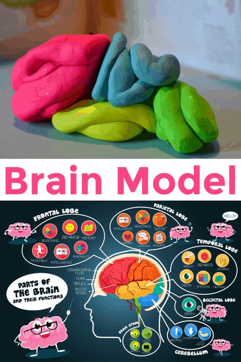 How to make a Brain Model - Human Body Science for Kids #modelbrain #neuroscience #brain #playdoughmodels The Brain For Kids, Counseling Interventions, Brain Models, Body Science, Brain Craft, Human Body Science, Human Body Activities, Human Body Unit, Brain Structure