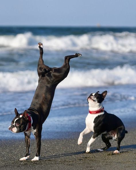 Who knew Boston Terriers had such acrobatic talents? 🤸‍♂️🐶 Cuppy Cake, Sassy Dog, Boston Terrier Funny, Dog Hero, Boston Art, Boston Terrier Love, Very Cute Dogs, Boston Terrier Dog, Super Cute Animals