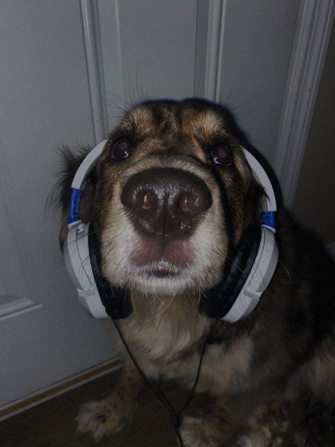 Aesthetic Headphones, Adorable Aesthetic, Music Cover Photos, Wearing Headphones, Dog Cover, Dog With Glasses, Dog Games, Dog Bones, Animal Crackers