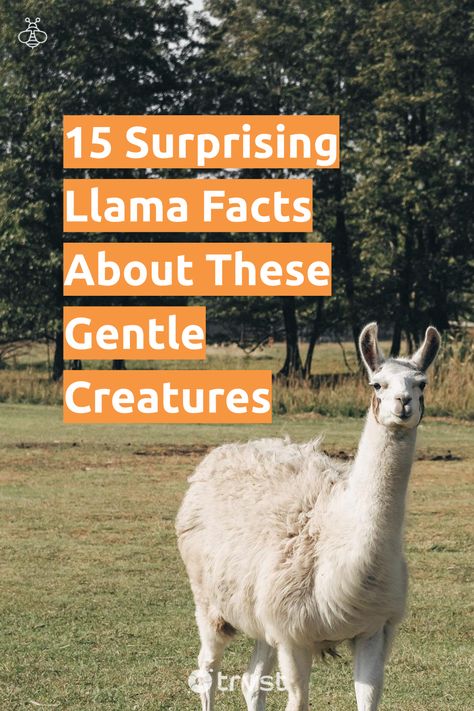 "15 Surprising Llama Facts About These Gentle Creatures"- Uncover fascinating llama facts, from their distinct features to their social behavior, natural habitat in South America, dietary habits, and exceptional reproductive process. Explore peculiarities about these animals, their conservation status, and how they contribute to textile sustainability. Prepare to delve into the world... #trvst #facts #biodiversity #sustainability #conservation #natural #animals #explore #planet #biology Animals Of South America, Fun Facts About Sheep, Natural Animals, Facts About Elephants, Raising Alpacas, Llama Farm, Alpaca Facts, Llama Llama Books, Llama Face