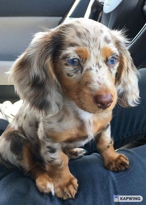 Dapple Dachshund Miniature, Big Dogs Breeds, Biggest Dog In The World, Miniature Dachshund Puppies, Daschund Puppies, Dachshund Puppy Long Haired, Dapple Dachshund Puppy, Biggest Dog, Cute Fluffy Dogs