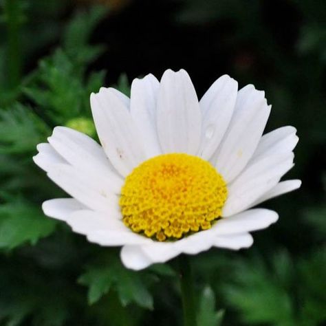 1000 Flower Seeds Daisy Creeping Chrysanthemum paludosum Seeds By Seed Needs * Check this awesome product by going to the link at the image. (This is an affiliate link) #PlantsSeedsBulbs Chrysanthemum Paludosum, Yellow Plants, Annual Flowers, Heirloom Seeds, Outdoor Oasis, The Plant, Rock Garden, Flower Seeds, Chrysanthemum