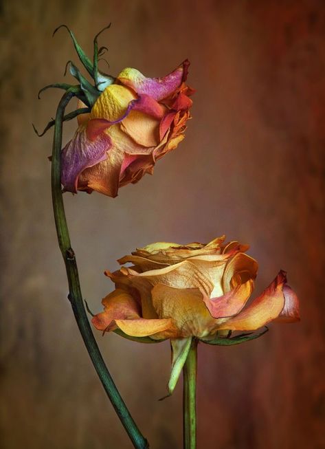 Billy Kidd, Wilted Flowers, Drying Roses, Botanical Floral Art, Still Life Flowers, Timeless Love, Flower Sketches, Graphic Design Background Templates, Aesthetic Desktop Wallpaper