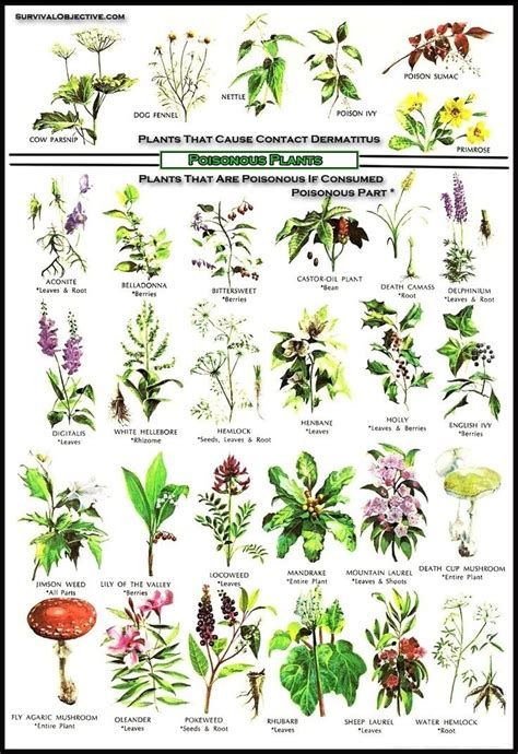 edible medicinal flower plant chart - Yahoo Image Search ... Poison Plants, Deadly Plants, Poison Garden, Dream Cafe, Plants Illustration, Goth Garden, Plant Tips, Edible Wild Plants, Poisonous Plants