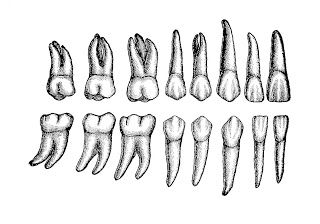 Teeth Clipart, Teeth Anatomy, Teeth Illustration, Forehead Lift, Teeth Drawing, Dental Photography, Teeth Art, Canine Tooth, Dental Technician