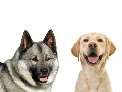 The Labrador Retriever and Norwegian Elkhound are both popular dog breeds, each with distinct characteristics and traits. While Labradors are known for their friendly nature and intelligence, Norwegian Elkhounds boast a strong hunting instinct and loyalty. Understanding their differences can help potential owners choose the right breed for their lifestyle. What other factors should you consider? Norwegian Elkhounds, Norwegian Elkhound, Pet Vacuum, Popular Dog Breeds, Dog Feeder, Sporting Dogs, Obedience Training, Popular Dog, Family Dogs