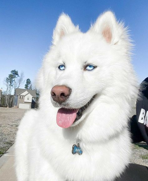 Dogs With Blue Eyes, White Husky Puppy, Haski Dog, White Husky Dog, Husky White, Dog Park Etiquette, Puppies Husky, Mini Husky, Husky Baby