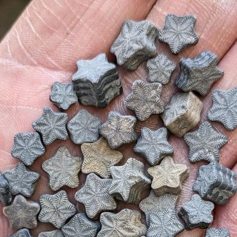 Sean Rice on Instagram: "A galaxy of stars in the palm of my hand. Found yesterday on the river foreshore; tiny crinoid segments or ossicles, pieces of a plant-like creature that lived around 190 million years ago in the Jurassic and still has living relatives in our oceans today #fossils #fossilhunting #crinoids #crinoid #jurrrassic #naturalhistory #nature #stars" Fossils Aesthetic, Fossil Rocks, Fossil Terrarium, Sea Fossils, Dinosaur Fossils Real, Crinoids Fossils, Living Fossil, Crinoid Fossil, Rock Hunting