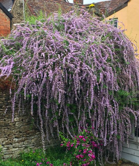 Buddleia Alternifolia, James Hitchmough, Buddleja Alternifolia, Garden Nook, Backyard Shade, River Bed, Garden Shrubs, Flowering Shrubs, The Unexpected