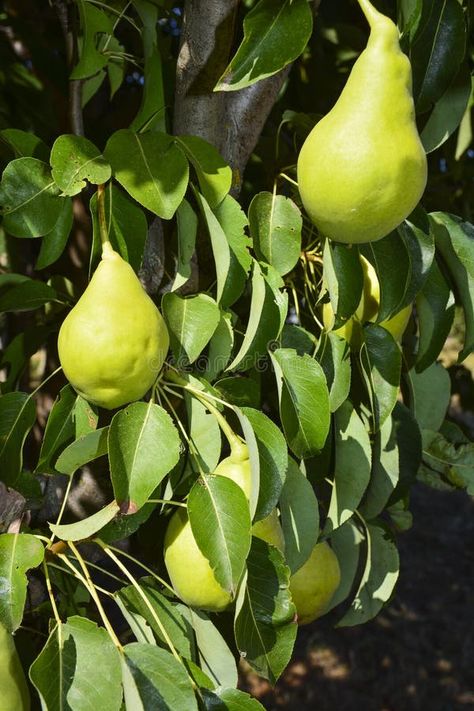 Close up of Pear Hanging on tree. Fresh juicy pears on a tree branch. Organic pears in natural environment. Crop of royalty free stock photos Evergreen Landscape, Pear Trees, Pear Tree, Vector Flowers, Apple Blossom, Tree Branch, Natural Environment, A Tree, Tree Branches