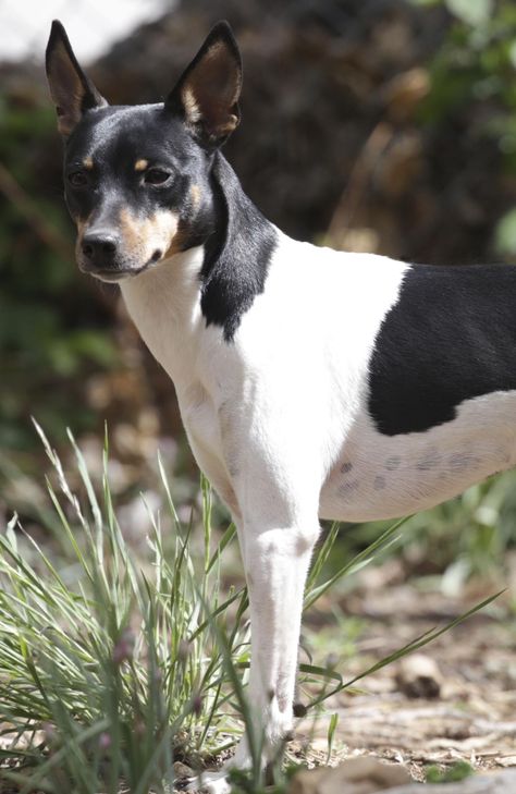 Sugarloafer Rat Terriers in California | Find your Rat Terrier Puppy | Good Dog Rat Terrier Puppies, Brown Rat, Rat Terrier Mix, Rat Terrier Dogs, Toy Fox Terriers, Rat Terrier, Fox Terriers, Good Dog, Animal References