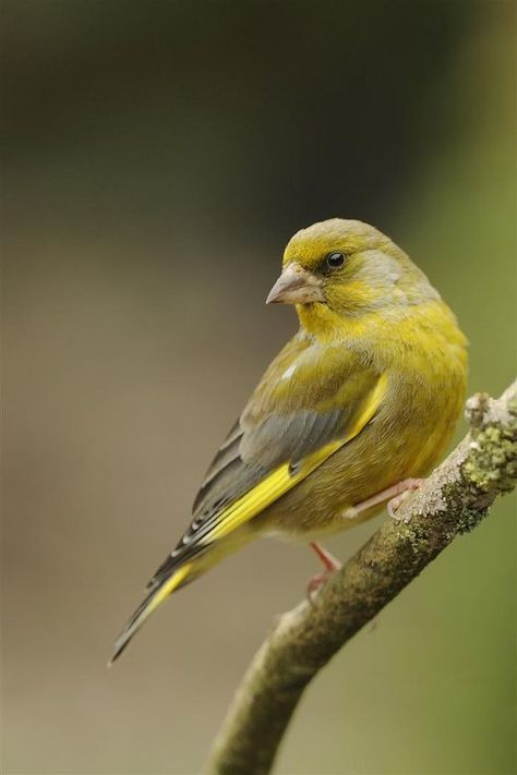 Uk Birds, Silly Bird, Greenfinch, Wild Photography, Garden Birds, British Wildlife, Finches, All Birds, Bird Pictures